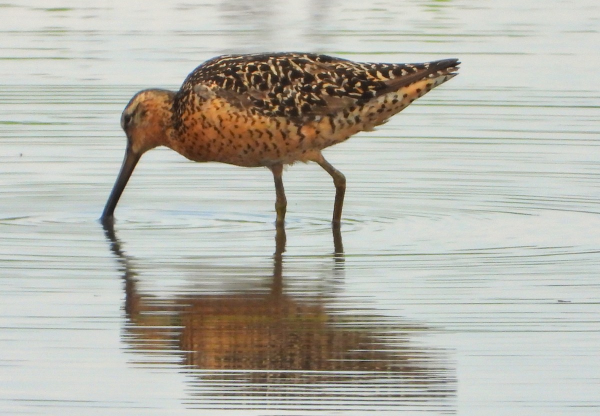 Short-billed Dowitcher - ML639514616