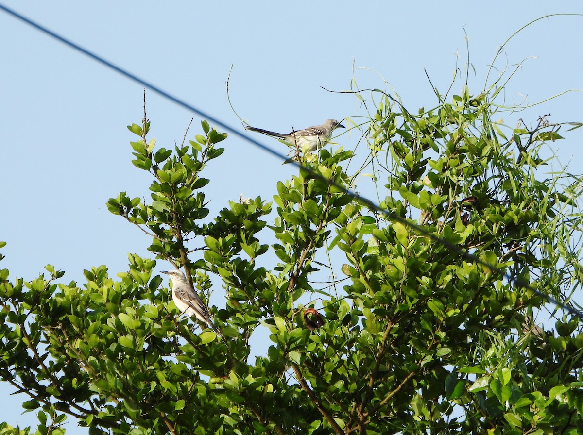 Tropical Mockingbird - ML639514633
