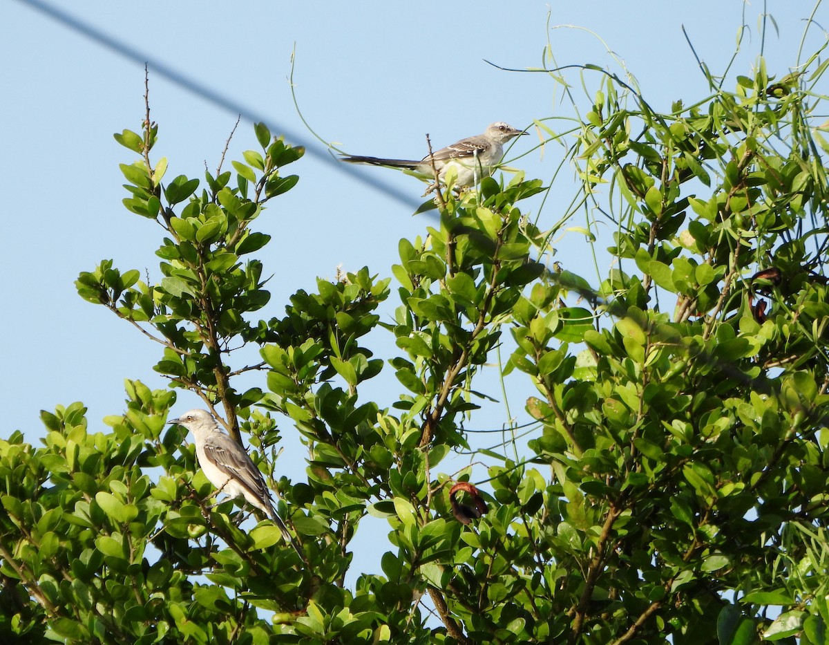 Tropical Mockingbird - ML639514635