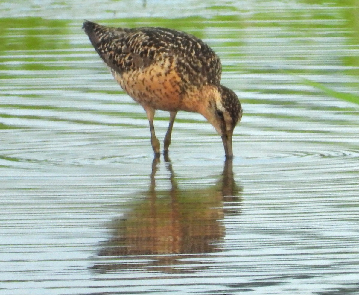 Short-billed Dowitcher - ML639514640