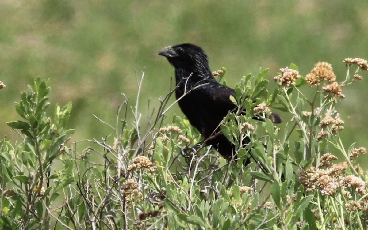 Groove-billed Ani - ML639514652
