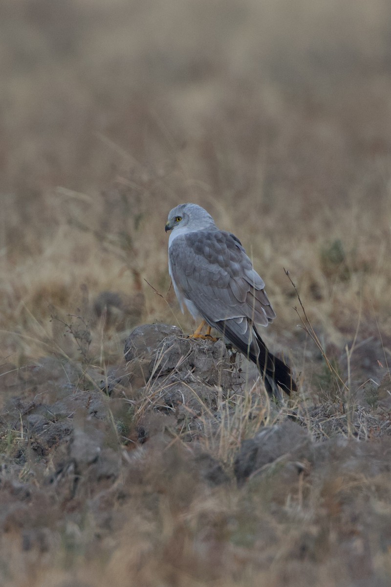 Pallid Harrier - ML639514715