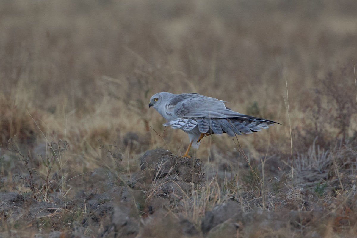 Pallid Harrier - ML639514716