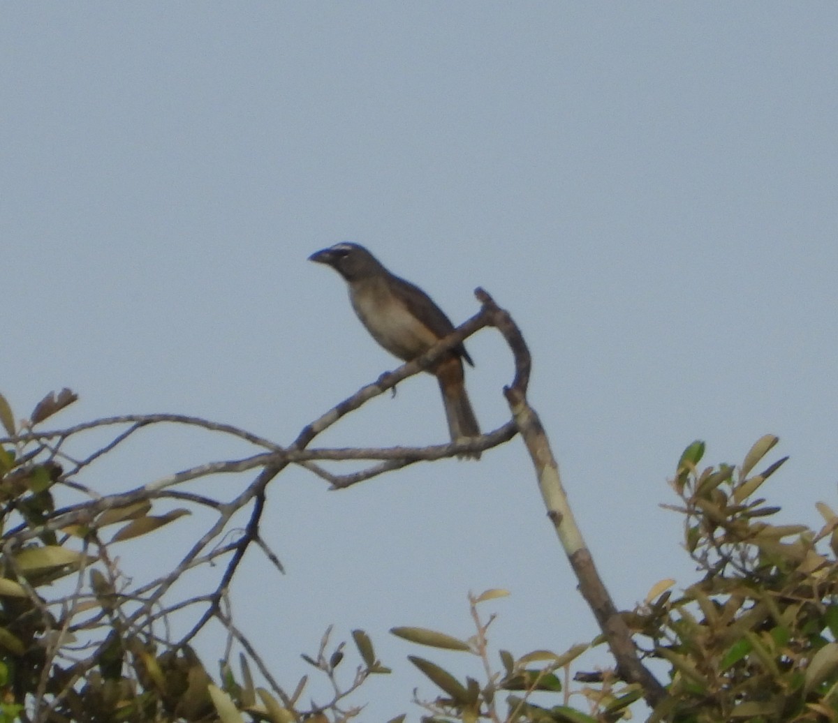 Olive-gray Saltator - ML639514723