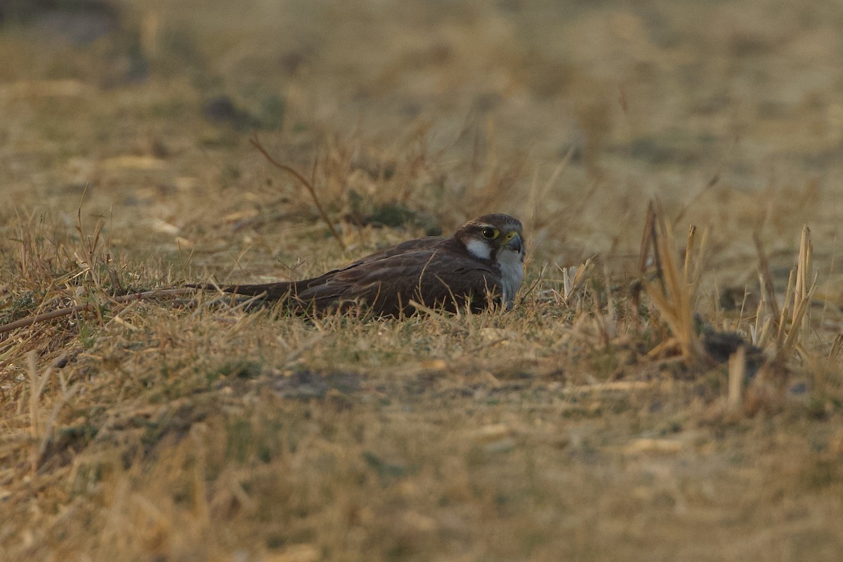 Laggar Falcon - ML639514741