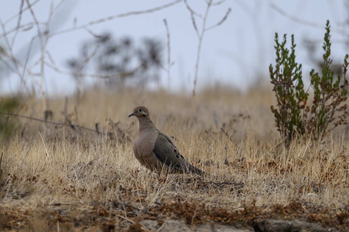Mourning Dove - ML639514773