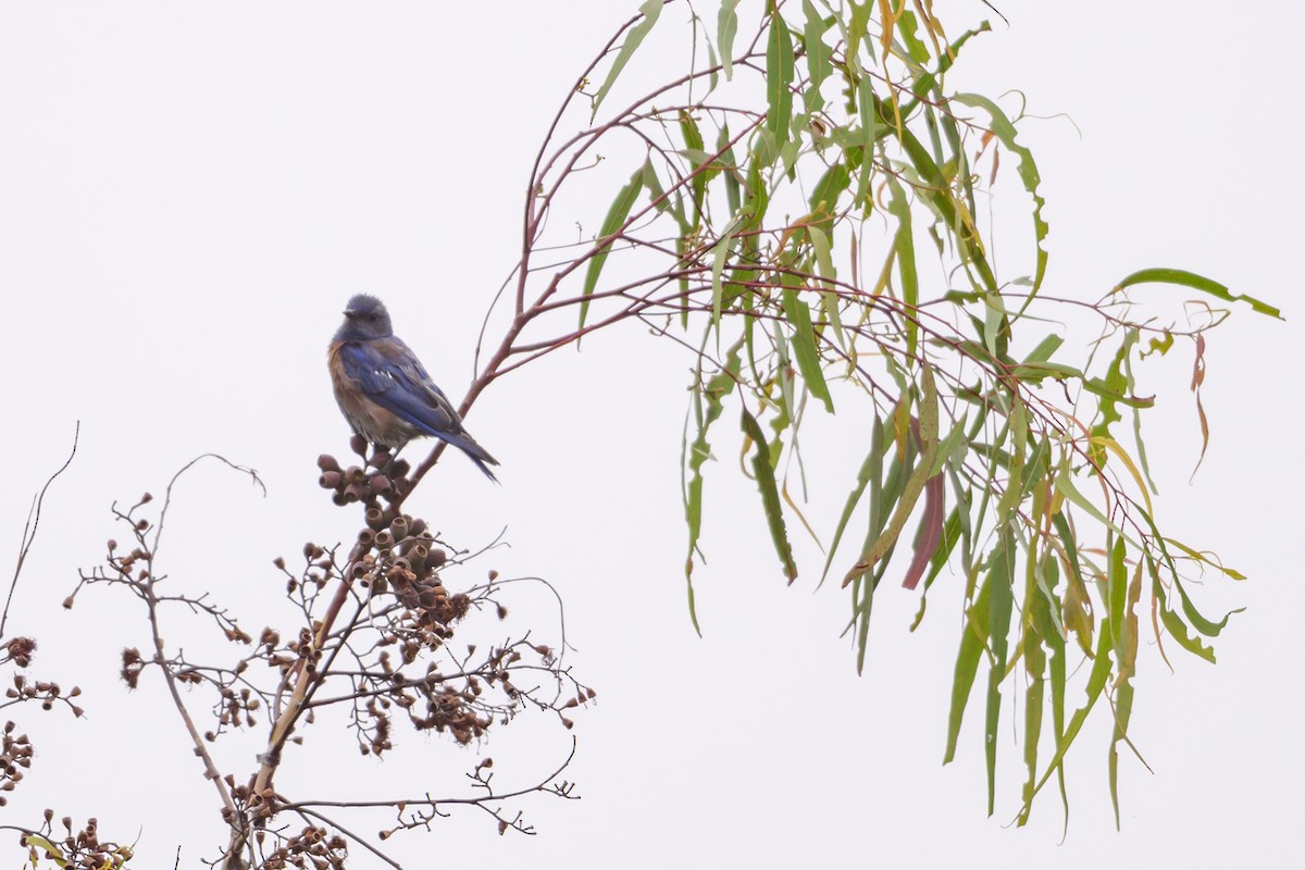 Western Bluebird - ML639514781