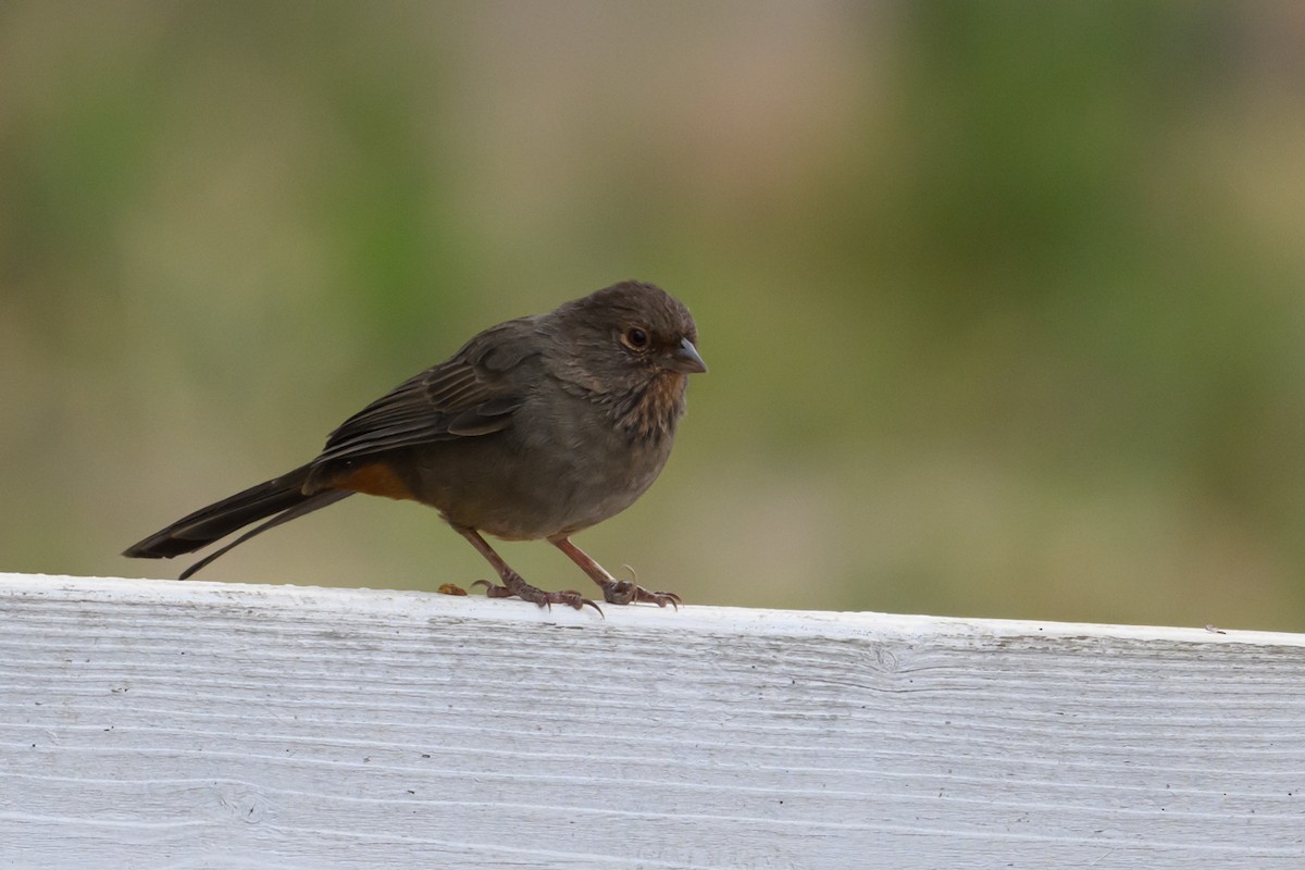 California Towhee - ML639514789
