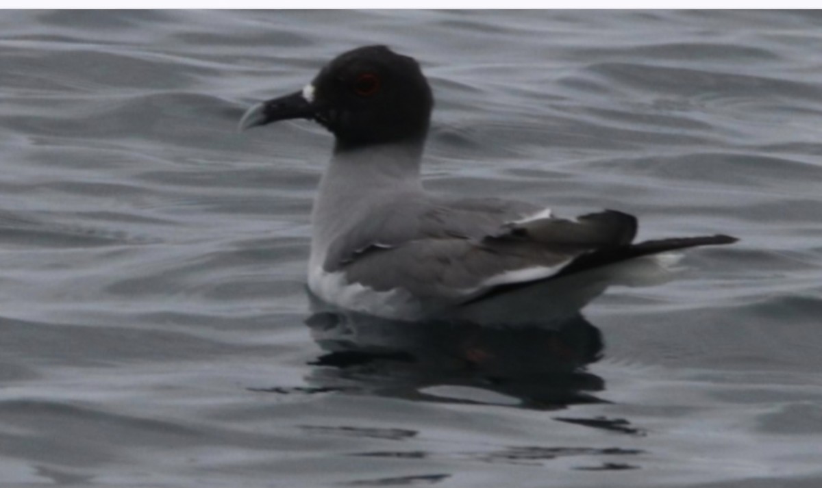 Swallow-tailed Gull - ML639514796