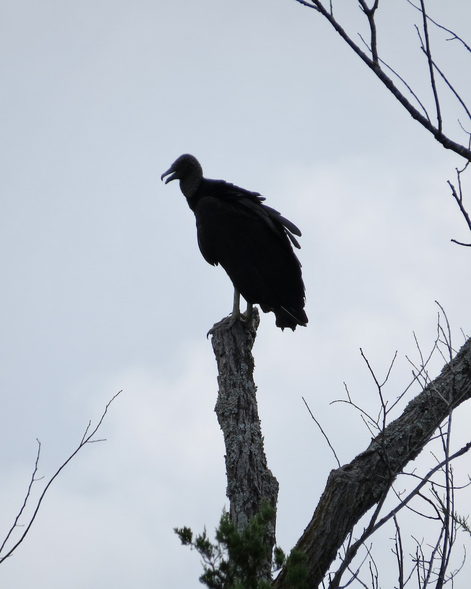Black Vulture - ML639514812