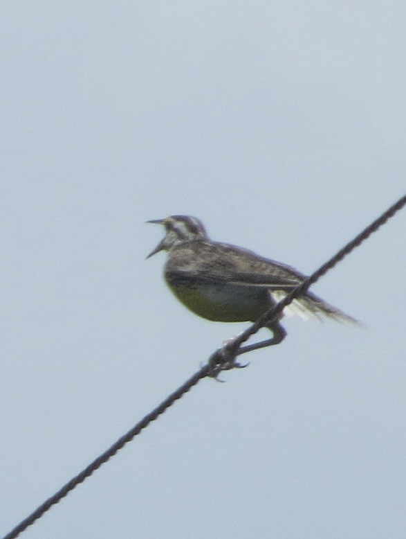 Eastern Meadowlark - ML639514829