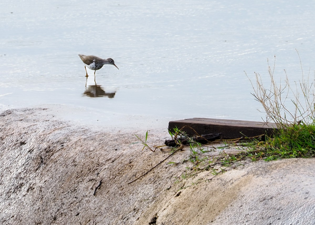 Spotted Sandpiper - ML639514842