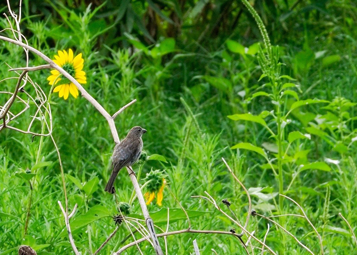 House Finch - ML639514848