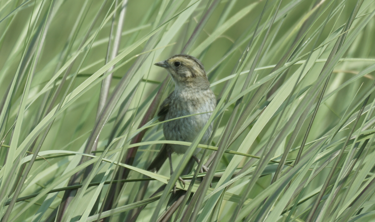 Nelson's Sparrow - ML639514851
