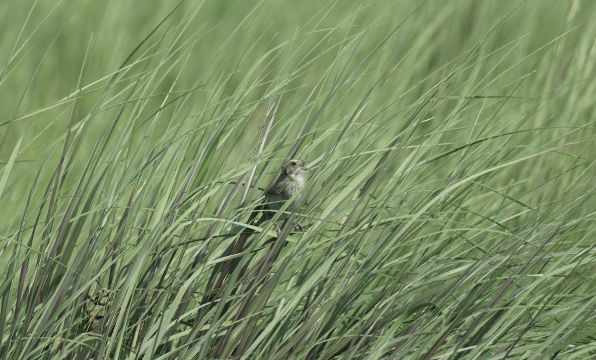 Nelson's Sparrow - ML639514852