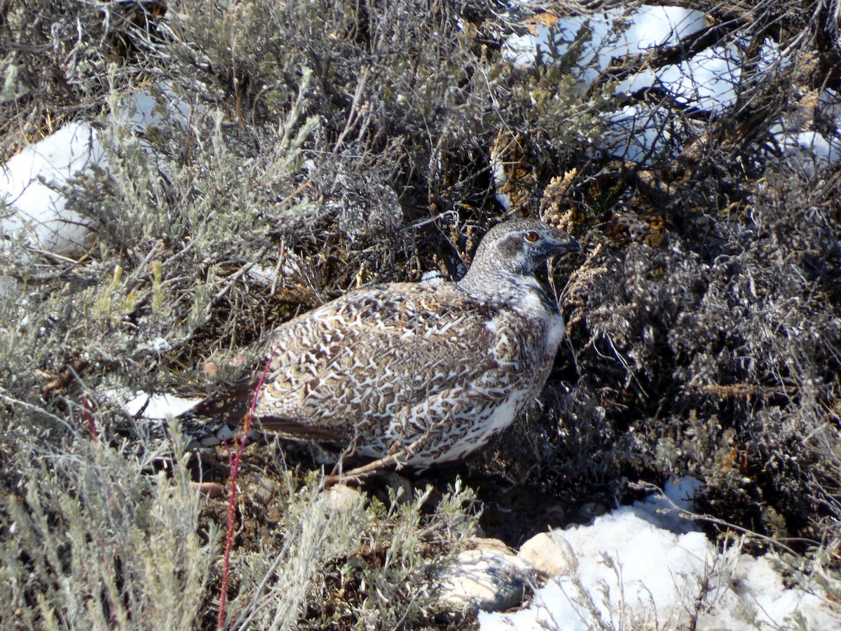 Greater Sage-Grouse - ML639514856