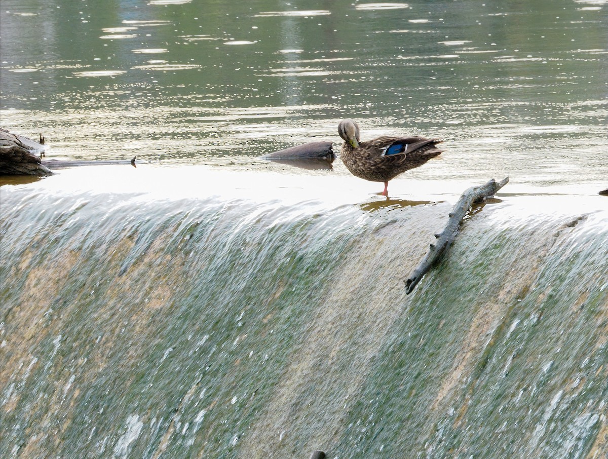 Mexican Duck - ML639514857