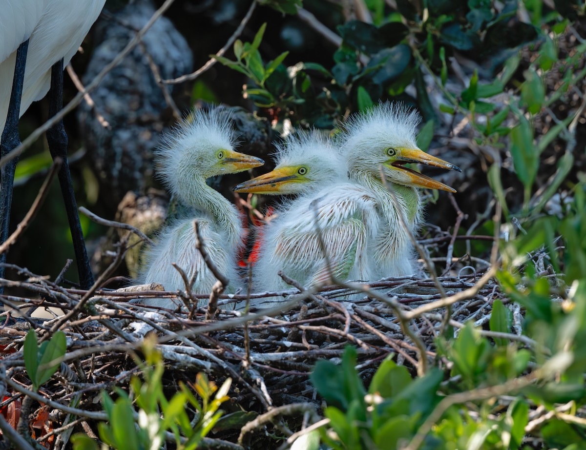 Great Egret - ML639514883