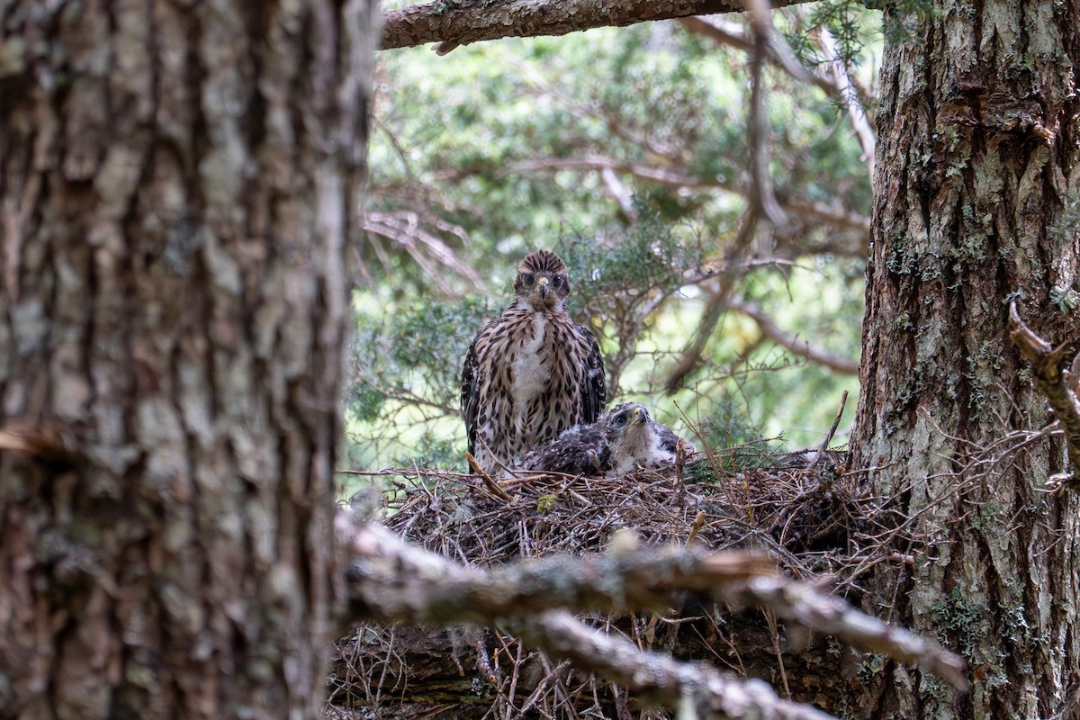 American Goshawk - ML639514919