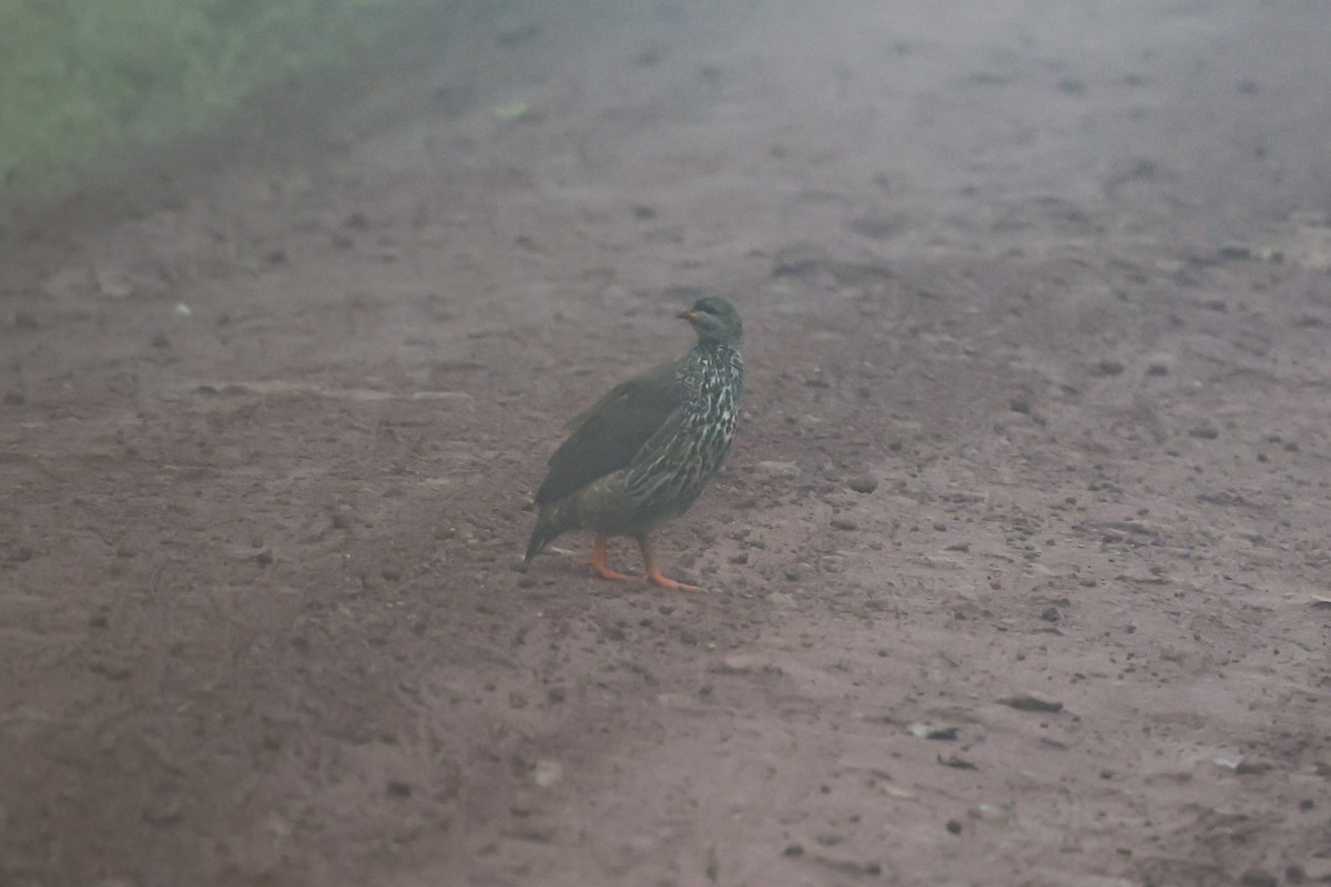 Hildebrandt's Spurfowl - ML639514925
