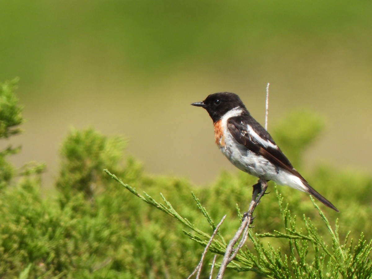 European Stonechat - ML639514987