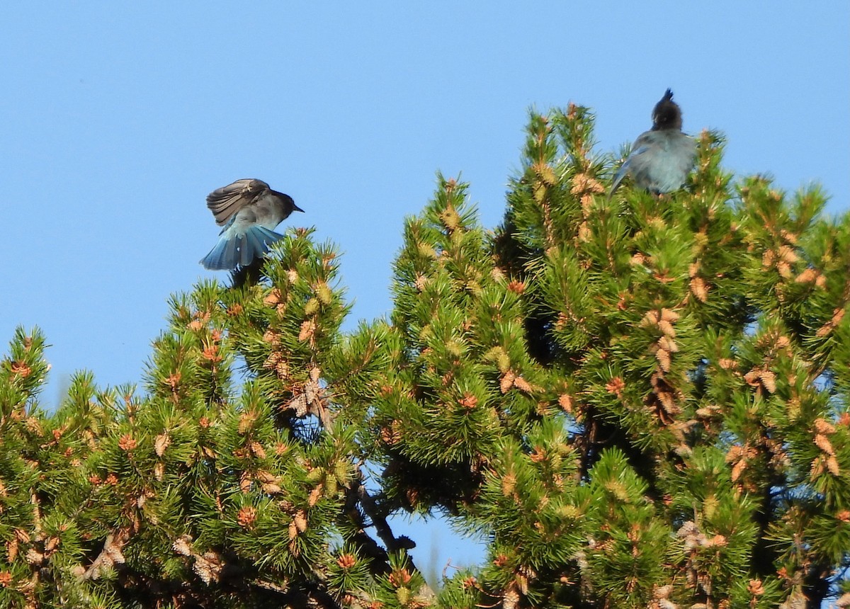 Steller's Jay - ML639515116