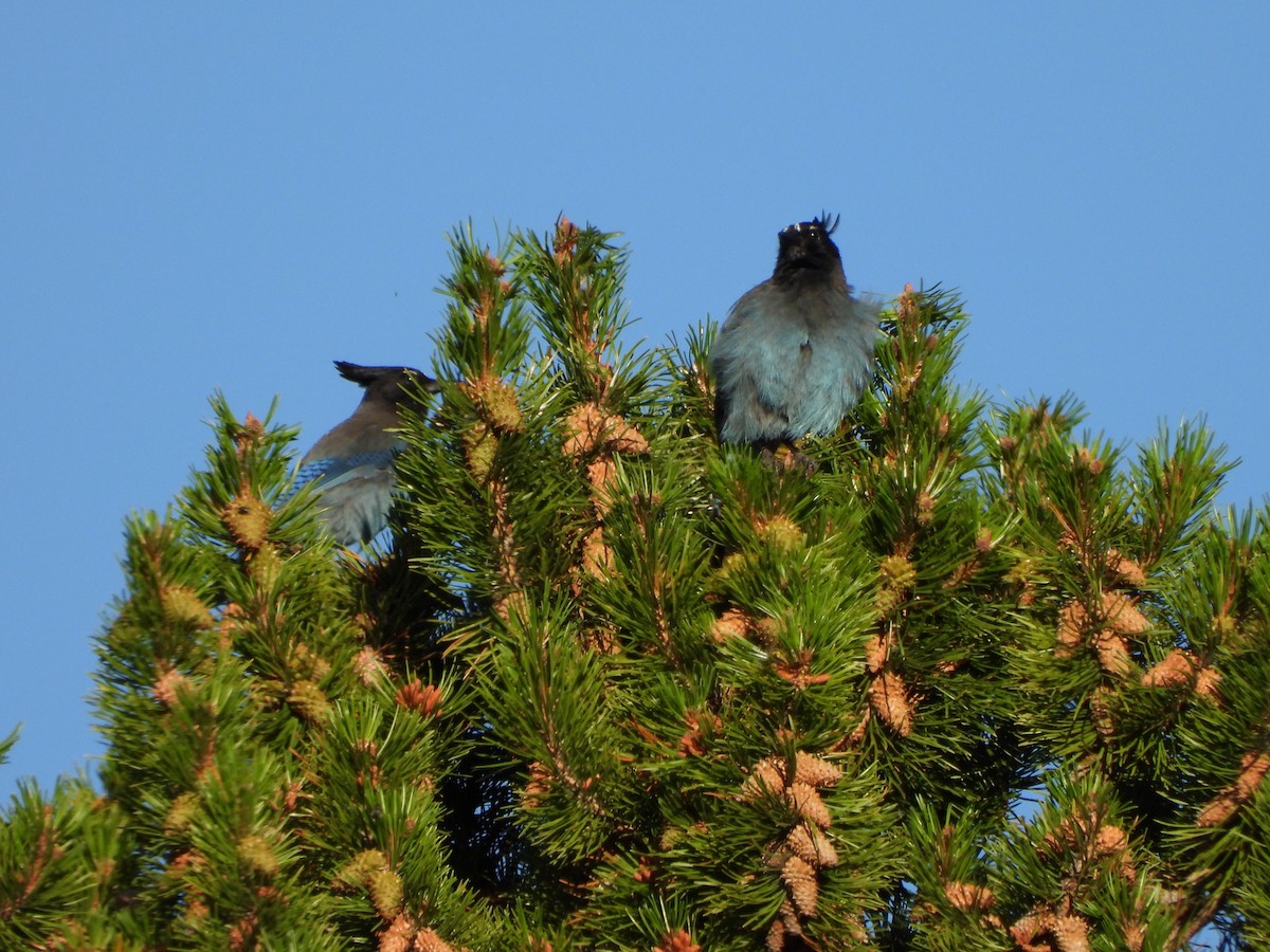Steller's Jay - ML639515117