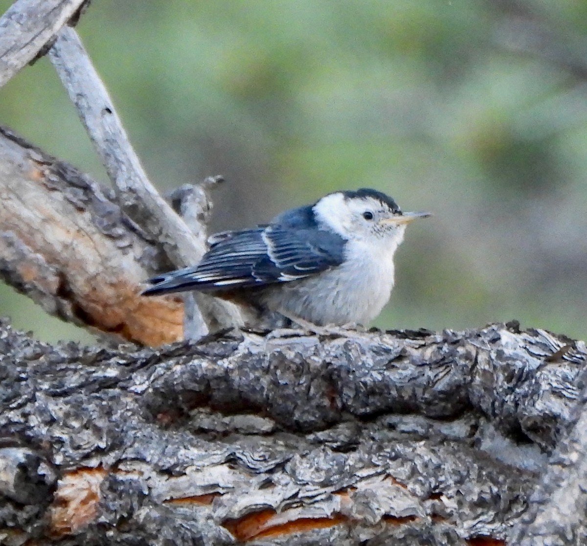White-breasted Nuthatch - ML639515119