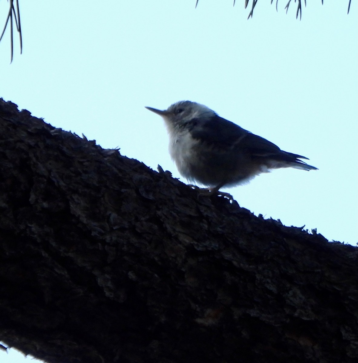 White-breasted Nuthatch - ML639515137
