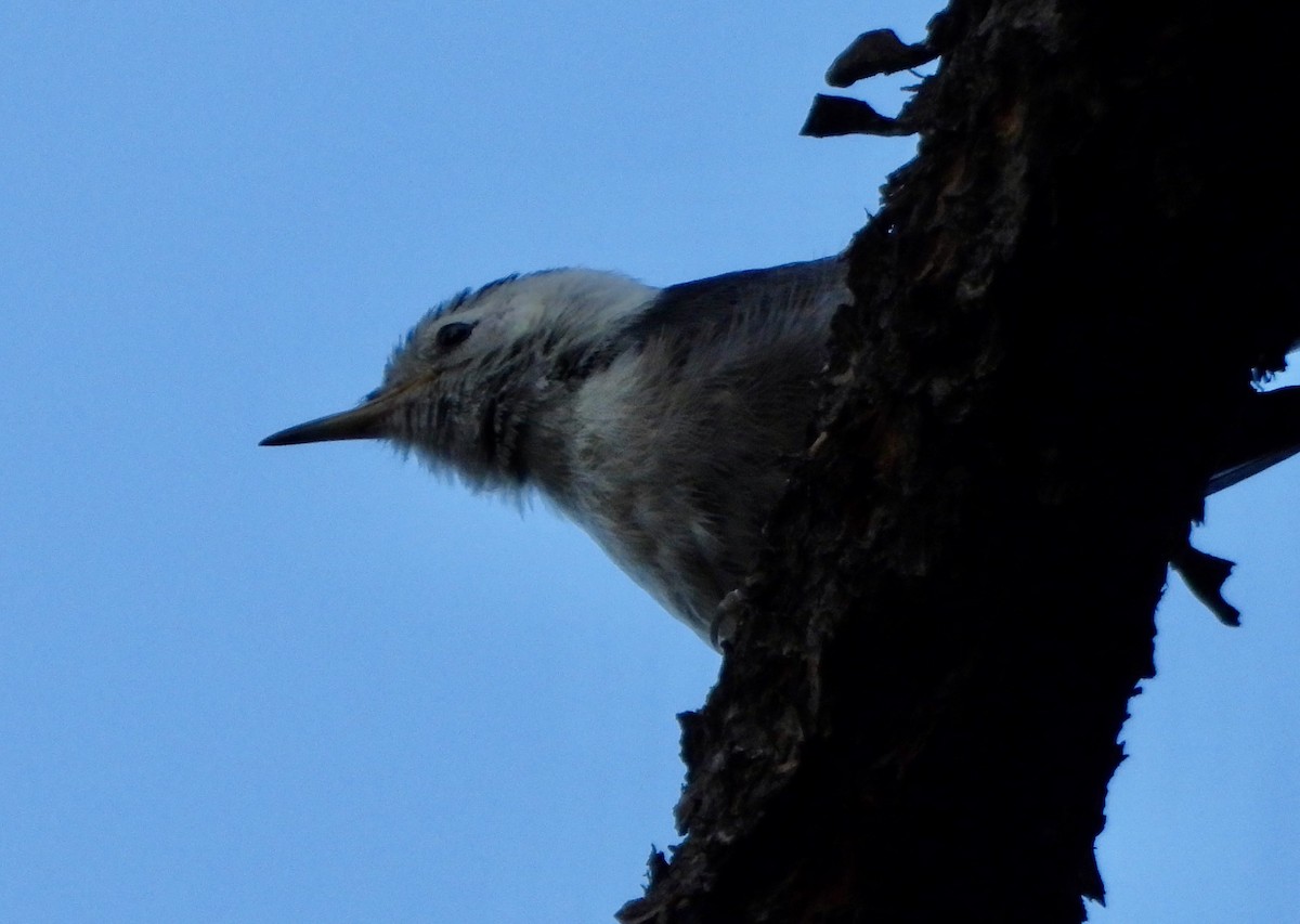 White-breasted Nuthatch - ML639515138