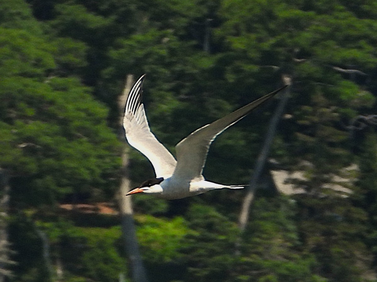 Flussseeschwalbe - ML639515156