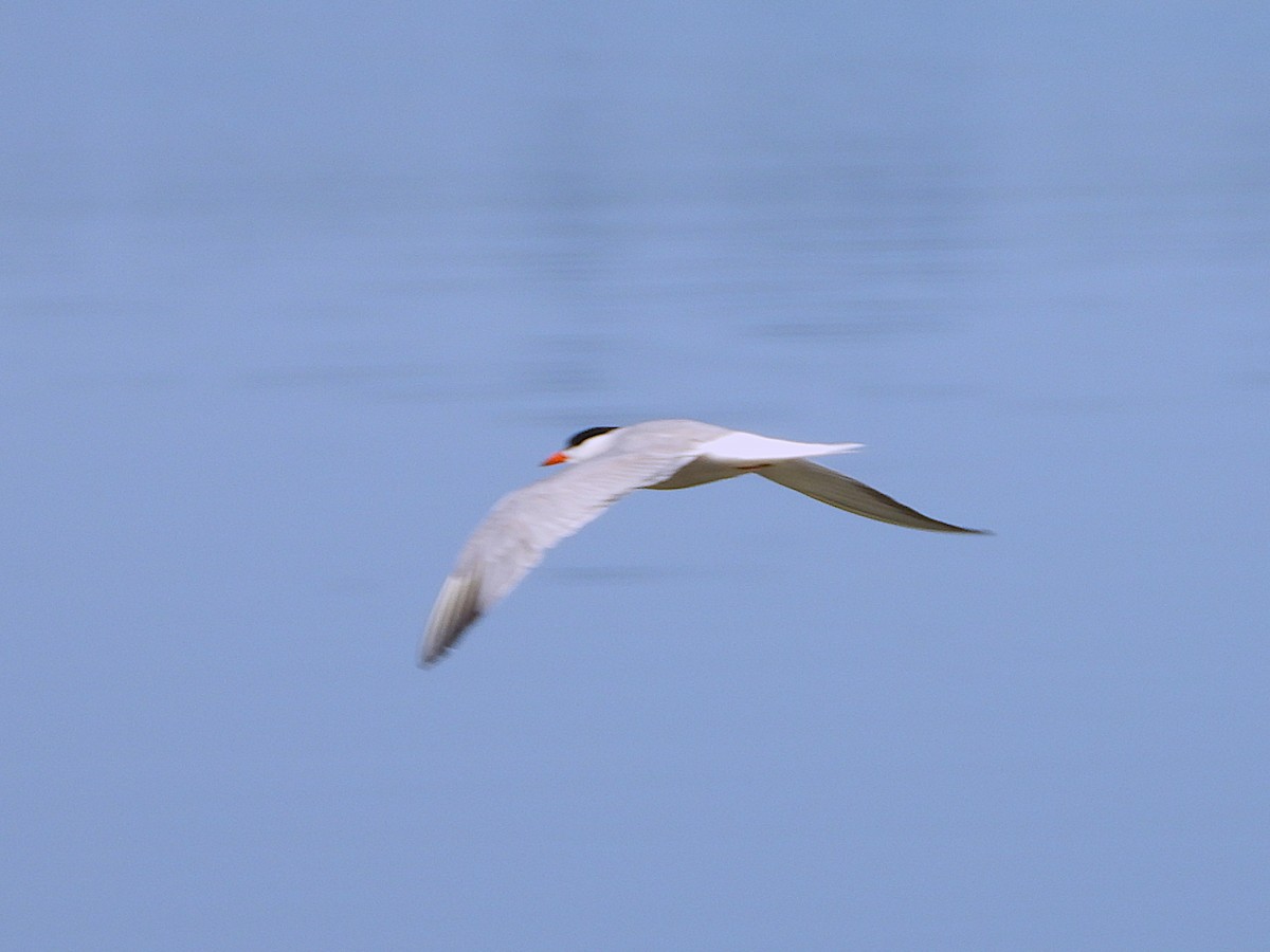 Flussseeschwalbe - ML639515158