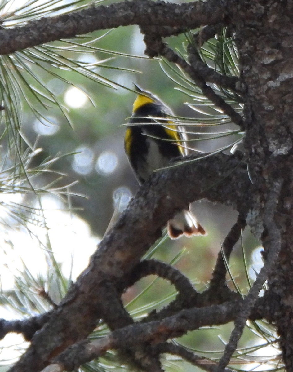 Yellow-rumped Warbler - ML639515161