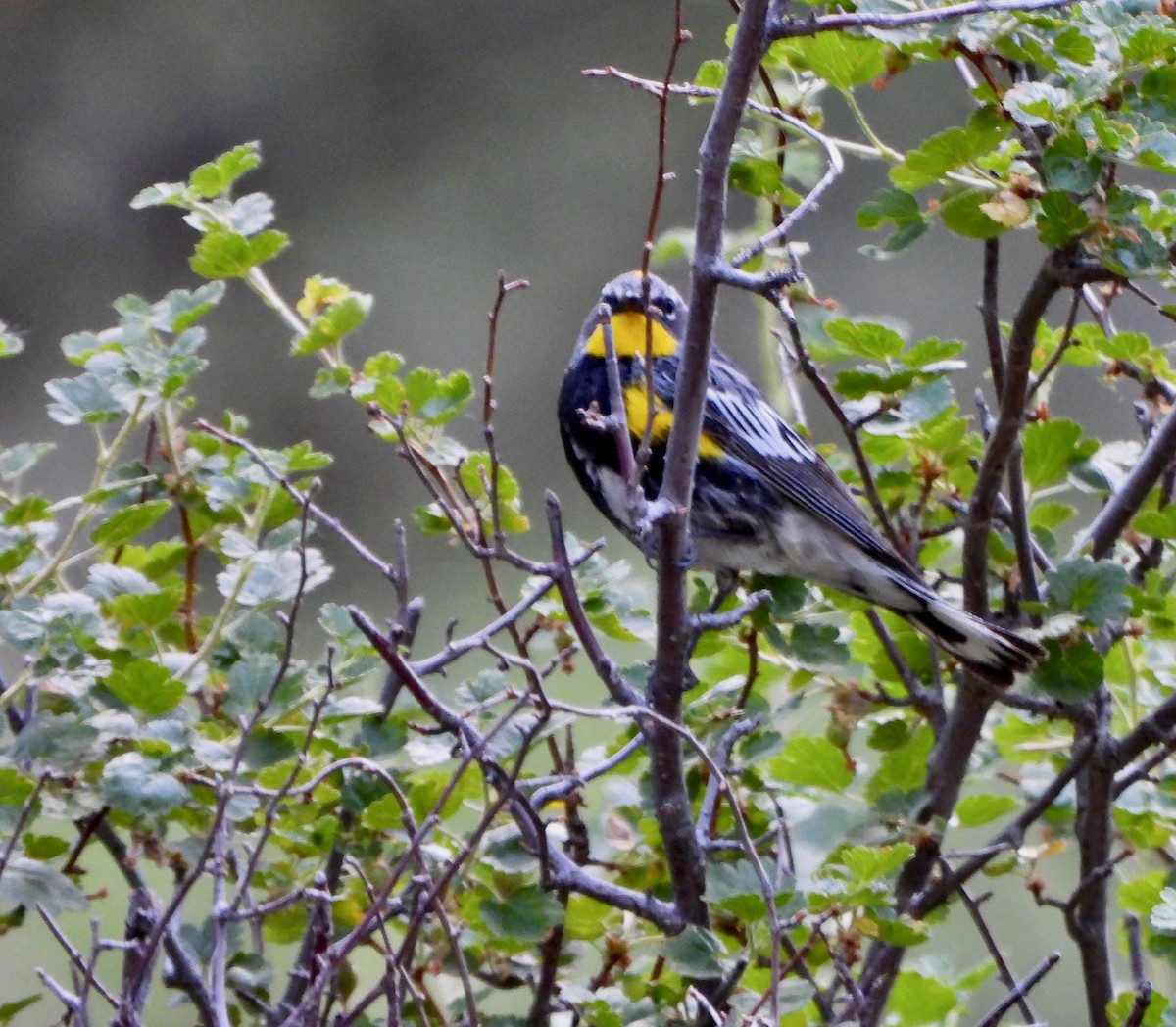 Yellow-rumped Warbler - ML639515162