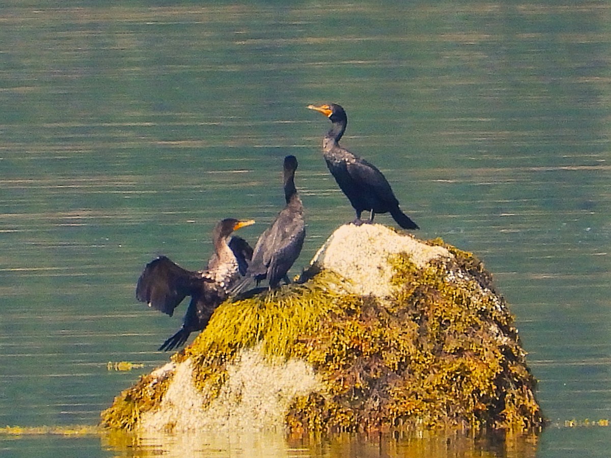 Ohrenscharbe - ML639515182