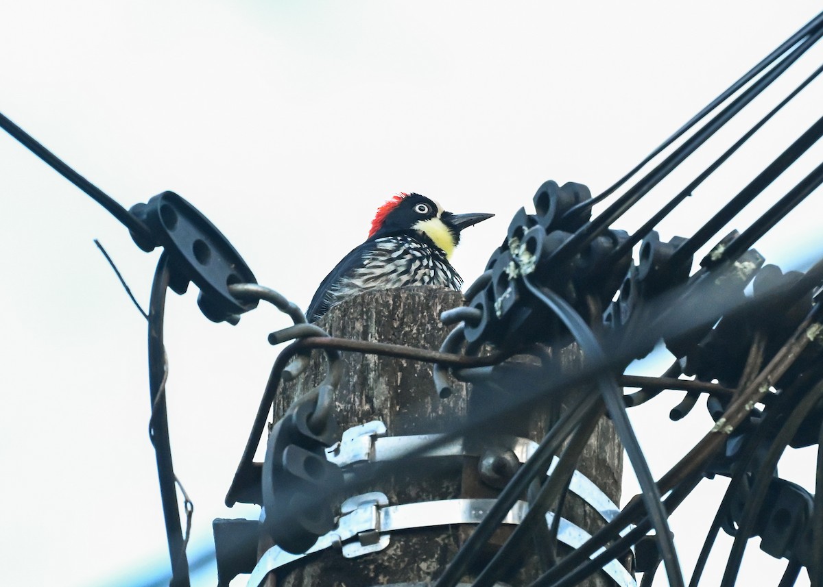 Acorn Woodpecker - ML639515270