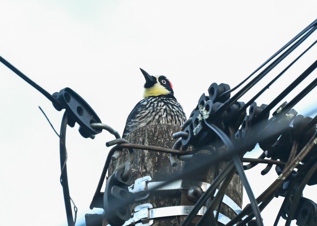 Acorn Woodpecker - ML639515271