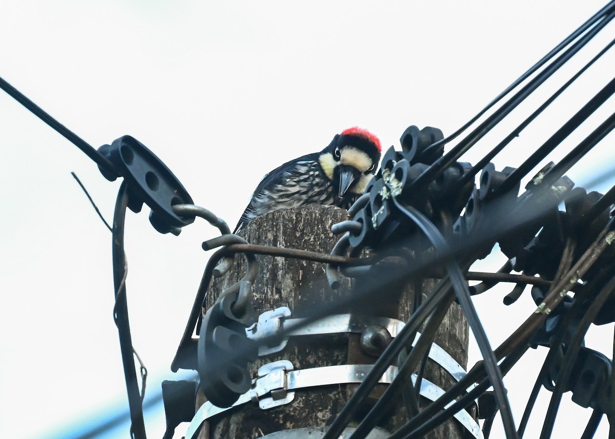 Acorn Woodpecker - ML639515272