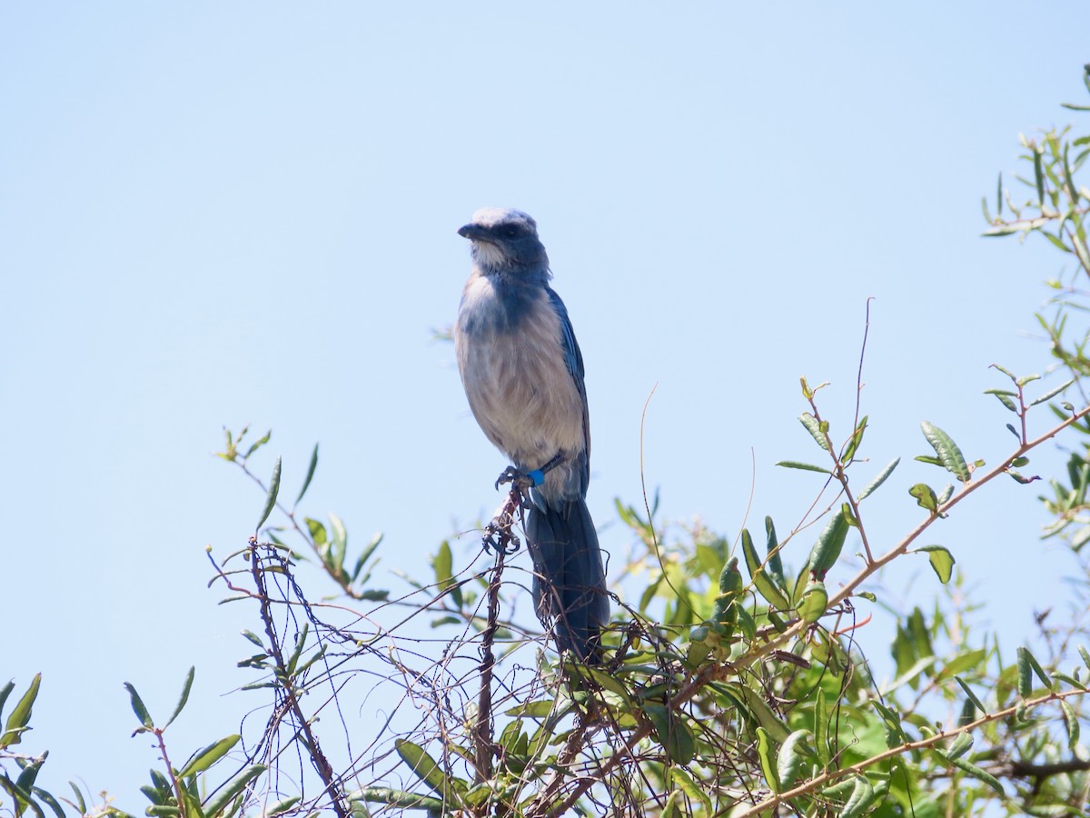Florida Scrub-Jay - ML639515310