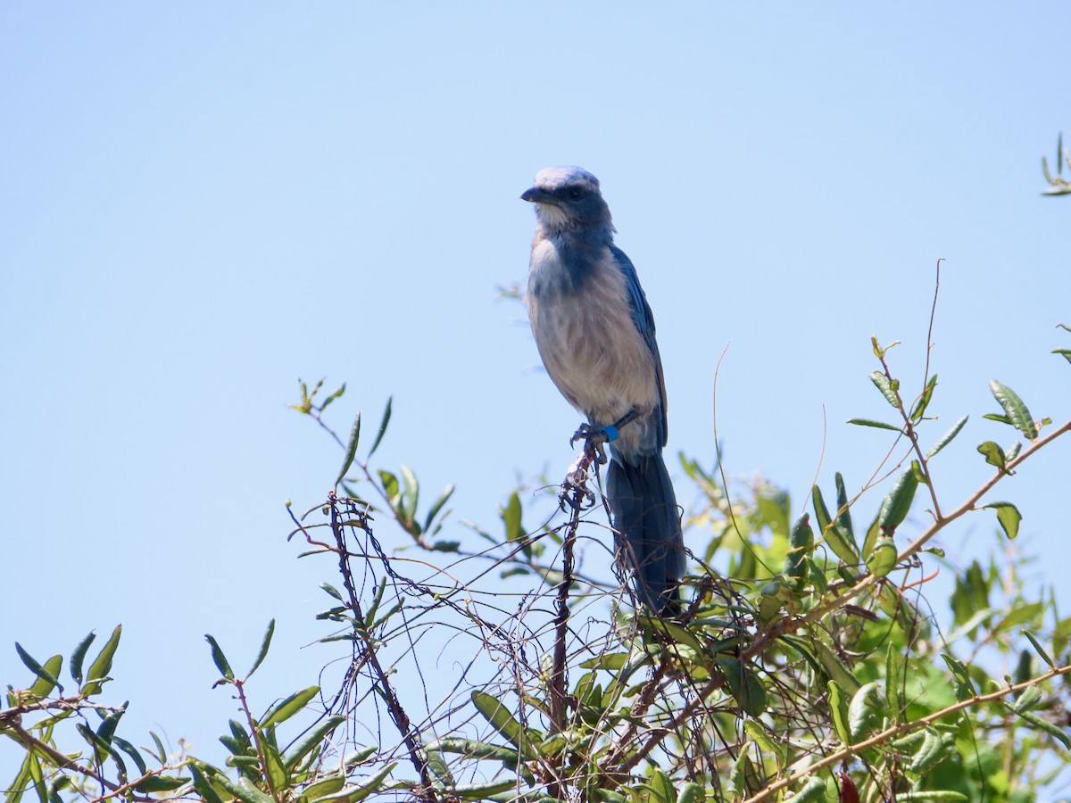 Florida Scrub-Jay - ML639515311