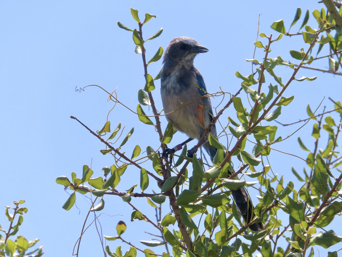 Florida Scrub-Jay - ML639515321