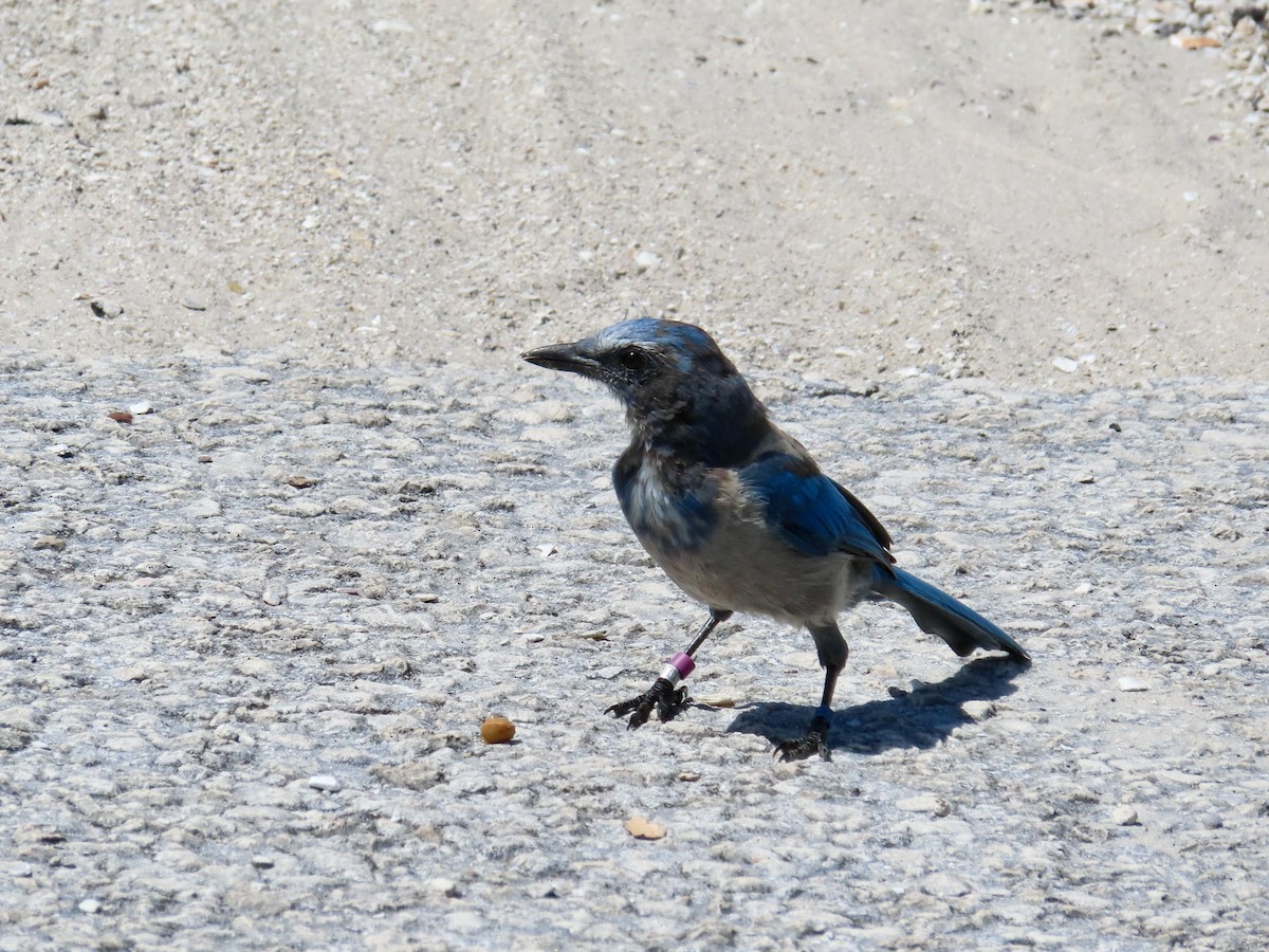Florida Scrub-Jay - ML639515322