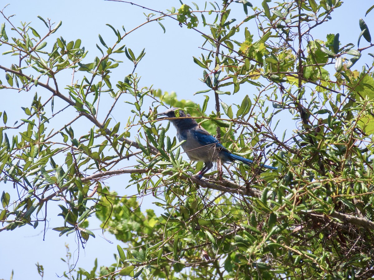 Florida Scrub-Jay - ML639515323