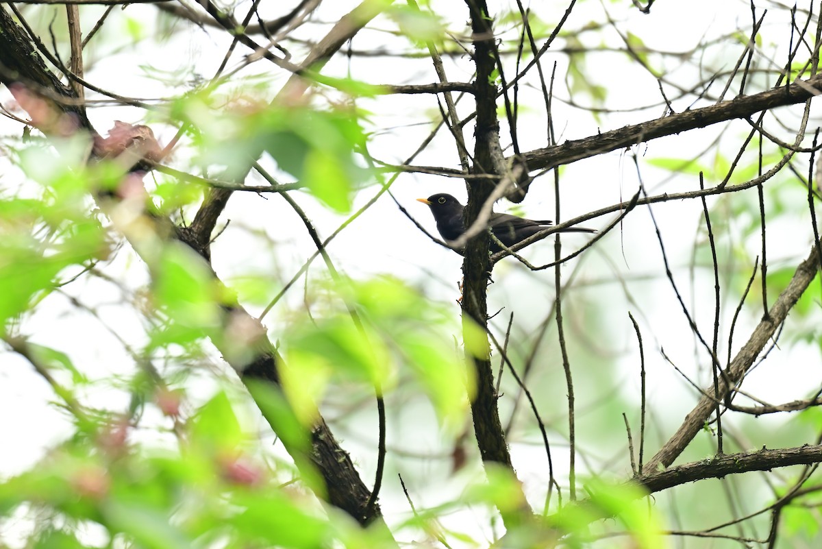 Black Thrush - ML639515380