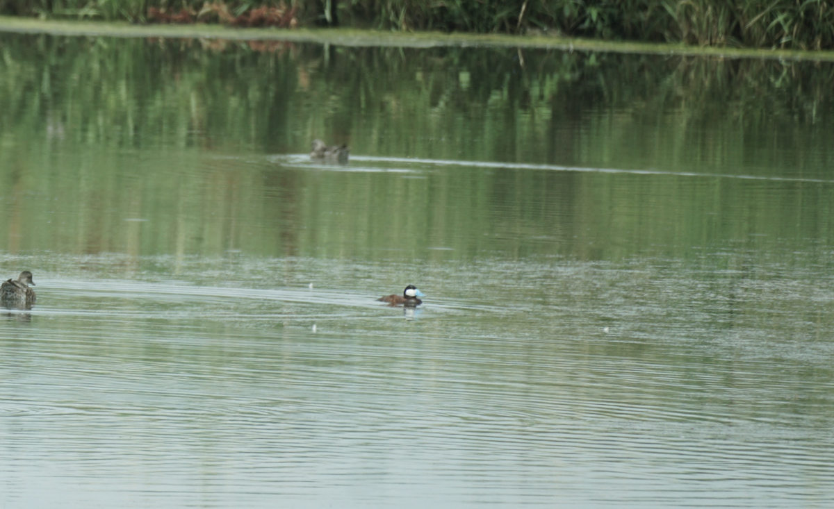 Ruddy Duck - ML639515389
