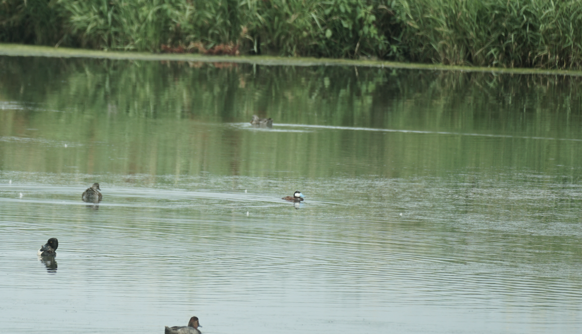 Ruddy Duck - ML639515390