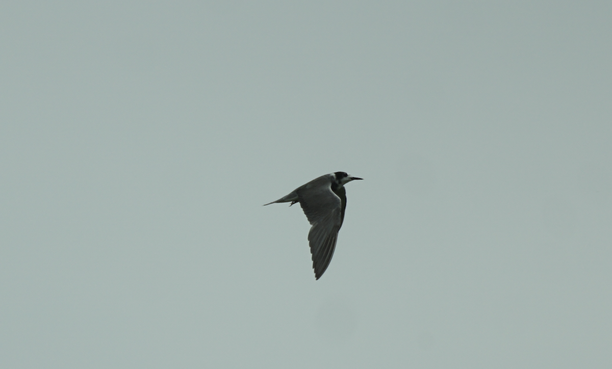 Black Tern - ML639515399