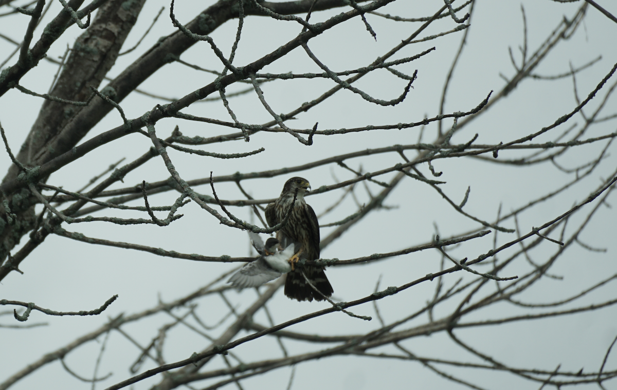 Merlin - ML639515411