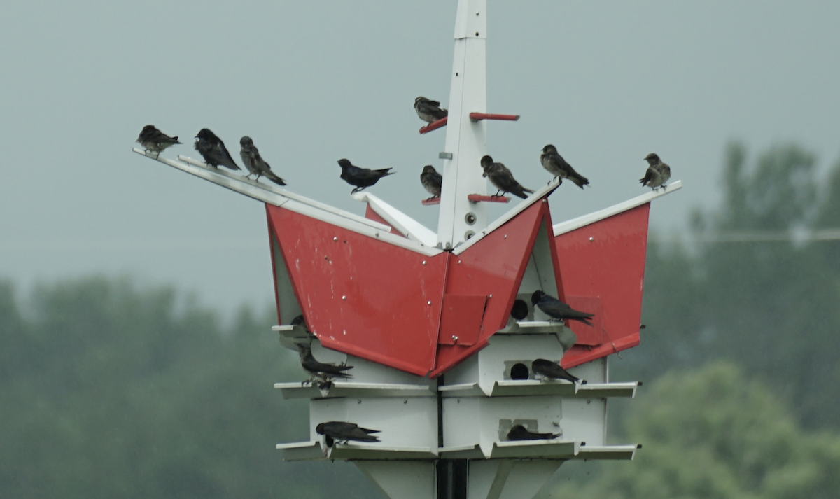 Purple Martin - ML639515421