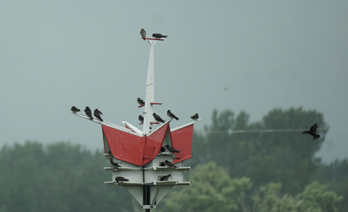Purple Martin - ML639515422